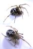 Steatoda triangulosa